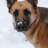 Schæferhund Afrodite