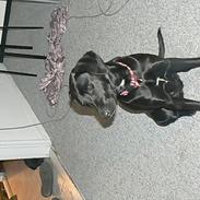 Labrador retriever dina