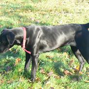 Labrador retriever dina