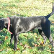 Labrador retriever dina