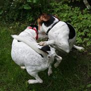 Dansk svensk gaardhund Terri