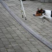 Dansk svensk gaardhund Terri