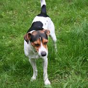 Dansk svensk gaardhund Terri