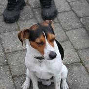 Dansk svensk gaardhund Terri