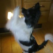 Papillon Vimse