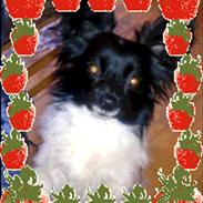 Papillon Vimse