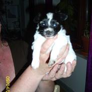 Papillon Vimse