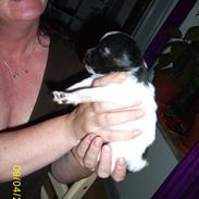 Papillon Vimse