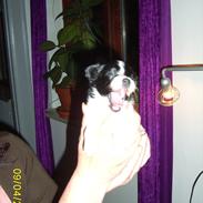 Papillon Vimse