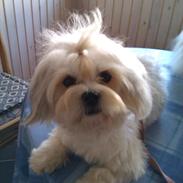 Blanding af racer Luna