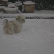 Blanding af racer Luna