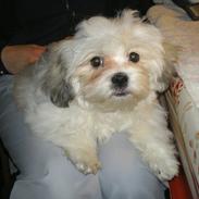 Blanding af racer Luna