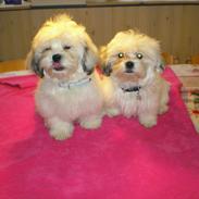 Blanding af racer Luna