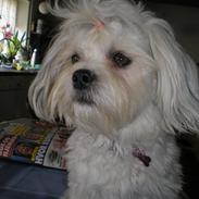 Blanding af racer Luna