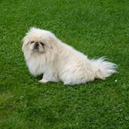 Pekingeser pax