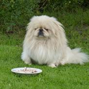 Pekingeser pax