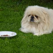 Pekingeser pax