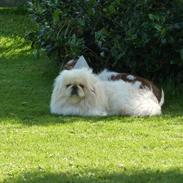 Pekingeser pax