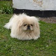 Pekingeser pax