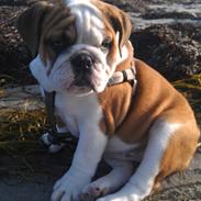 Engelsk bulldog Bertha