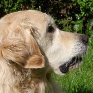 Golden retriever Woodsquares That's My Ludvig