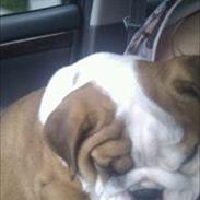 Engelsk bulldog Bertha