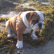 Engelsk bulldog Bertha