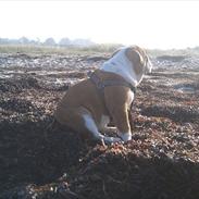 Engelsk bulldog Bertha