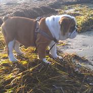 Engelsk bulldog Bertha