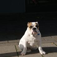 Olde english bulldogge dennis