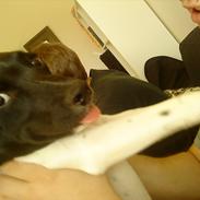 Blanding af racer Tyson