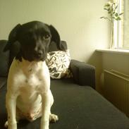 Blanding af racer Tyson