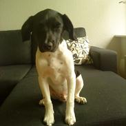 Blanding af racer Tyson