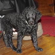 Curly coated retriever Jobs