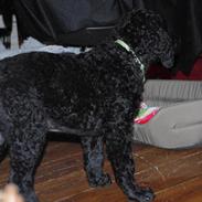 Curly coated retriever Jobs