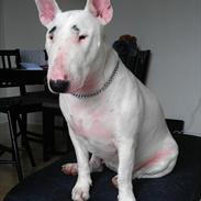 Bullterrier Molly
