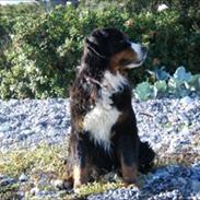 Berner sennenhund Queen Von der Holderstockhöhe