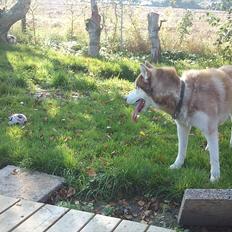 Siberian husky Zappa Hulduheims Supper