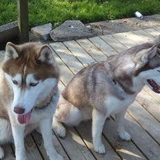 Siberian husky Zappa Hulduheims Supper