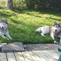 Siberian husky Zappa Hulduheims Supper