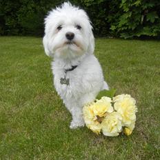 Coton de tulear Cooper