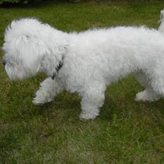 Coton de tulear Cooper