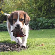Kooikerhondje Louis