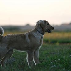 Hovawart Nøruphus' Kashmir