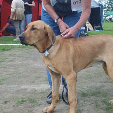 Broholmer Wspomnienie Darmy FRIDA