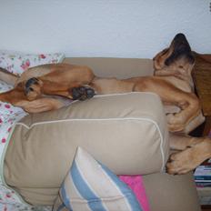 Broholmer Wspomnienie Darmy FRIDA