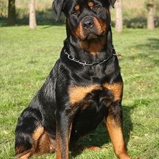 Rottweiler Haiki´s Aica