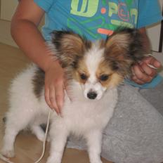Papillon Pluto