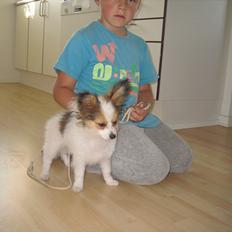 Papillon Pluto