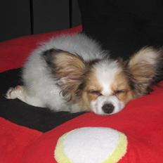 Papillon Pluto